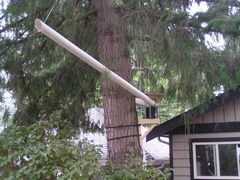 GVRD tree canopy research program - richard's backyard (240pixels)