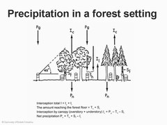 Tree canopy research project - precipitation in a forest setting