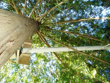 Tree canopy at john & betty hamilton property, caulfeild